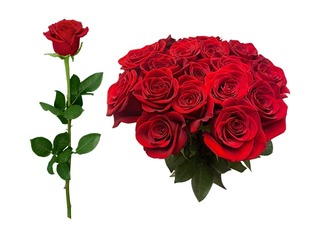 Roze 50 cm, sarkana, 1 gab (piegāde tikai Rīgā un Rīgas rajonā)